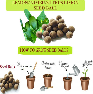 MGBN MGBN EASY GROW SEEDBALLS-GROWABLE SEED BALLS OFLEMON/NIMBU/CITRUS LIMON (1 GIFT COTTON BAG PACK OF 10 SEED BALLS) WITH RED AND GREEN AMARANTHUS SEEDS Seed(10 per packet)