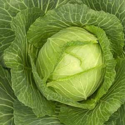 DIVINE CABBAGE Seed(30 per packet)