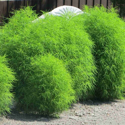 Avysa Kochia Green Grass Ball Flower Seeds Seed(25 per packet)