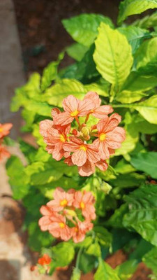 Shyamkripa creation kanakambaram-firecracker-crossandra Seed(37 per packet)