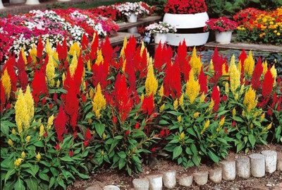 Lorvox Celosia Pulmosa Flower -Mixed Color Seed(145 per packet)