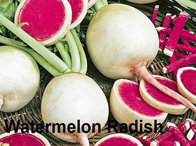 CYBEXIS VVI-55 - Watermelon Radish - (750 Seeds) Seed(750 per packet)