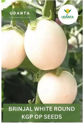 Udanta Brinjal White Round Vegetable Seeds For Kitchen Garden Avg 30-40 Seeds Pkts Seed(1 per packet)