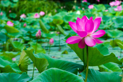 manushya life lotus,kamal gatta Seed(14 per packet)