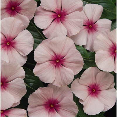 CRGO VINCA , SADABAHAR Seed(45 per packet)