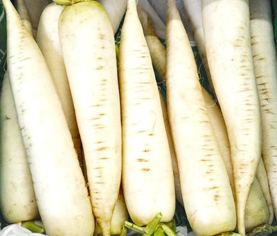 VINTI White Icicle Radish Seed(3000 per packet)