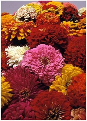 CYBEXIS Common Zinnia – Mixture (Zinnia elegans Mixture) Seeds - Summer-Flowers Seed(25 per packet)