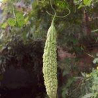 CYBEXIS Long Bitter Gourd Garden Seeds 800 Seeds Seed(800 per packet)