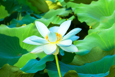 Farmonix lotus,kamal gatta Seed(10 per packet)