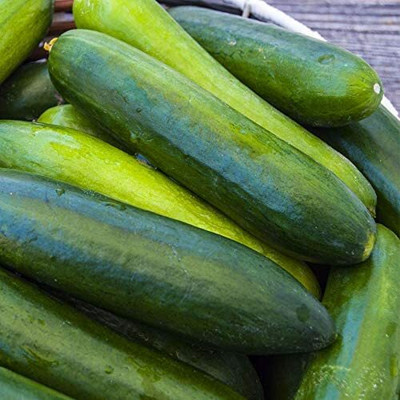 VibeX ® XXL-110 Organic Cucumber Paraiso F1, Vigorous Seed(200 per packet)