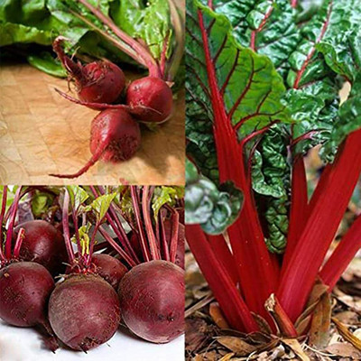CYBEXIS Red Non-GMO Beetroot Seeds 2000 Seeds Seed(2000 per packet)