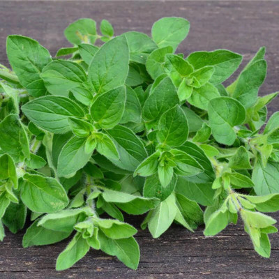 TERIZED OREGANO - Common Oregano | Origanum Vulgare Seed(100 per packet)