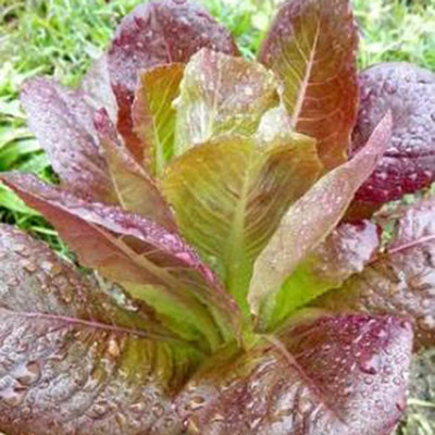 CYBEXIS F1 Hybrid Purple Lettuce Seeds2000 Seeds Seed(2000 per packet)