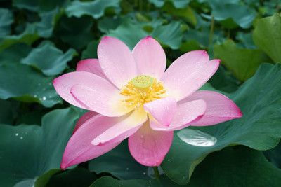 HUEX lotus,kamal gatta Seed(14 per packet)