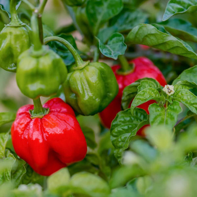 Biosnyg Disease-Resistant Scotch Bonnet Red Chilli Seeds For Gardening-(4000 Seeds) Seed(4000 per packet)