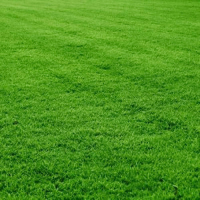 SeeGreen Carpet grass seeds for home garden, lawn grass seeds for home garden Seed Seed(16000 per packet)