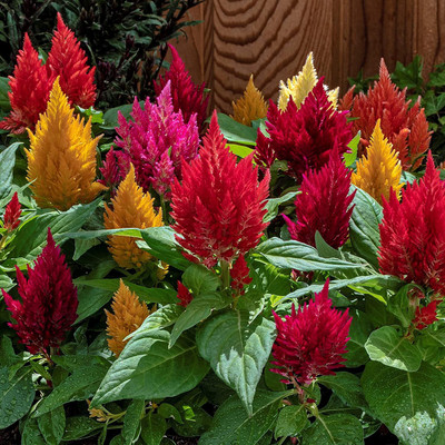 Aywal Celosia Pulmosa Flower -Mixed Color Flower Seed(70 per packet)