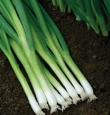 Qualtivate HUA-8A Bunching Evergreen Hardy Onion Seed(500 per packet)