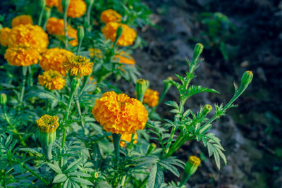 KISHORI CREATIONS marigold/gende ka phool flower seeds Seed(50 per packet)
