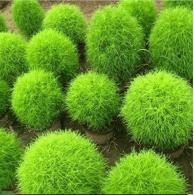 Avysa Kochia Plant, Burning Bush Seed(20 per packet)