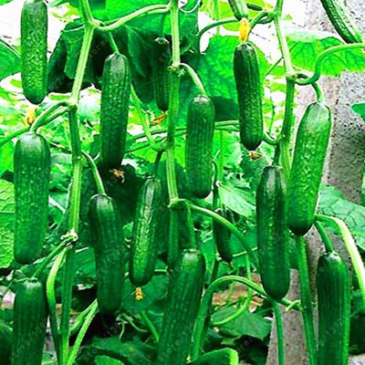 CYBEXIS F1 Cucumber Seeds Pickled Vegetables 1000 Seeds Seed(1000 per packet)