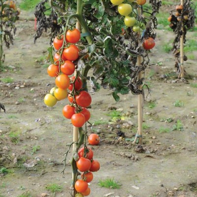 KNESSiN Mountain Magic Tomatoes F1 Hybrid-{800 Seeds} Seed(800 per packet)