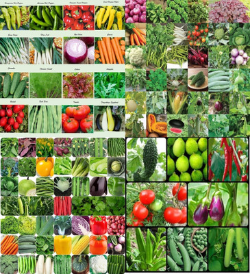 ibains Vegetable seeds beez 228 Seed(212 per packet)