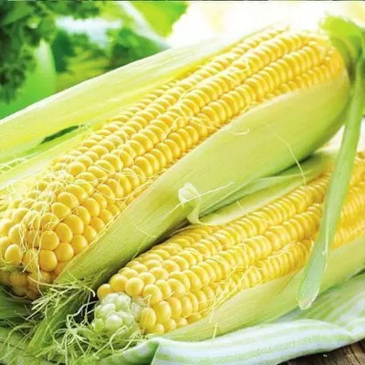 MAA Sweet Corn, Bhutta Seed(49 per packet)