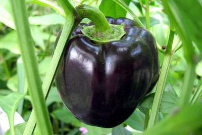 KNESSiN Black Capsicum Sweet Bell Pepper Seeds for Planting-[600mg] Seed(100 per packet)