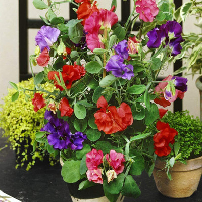 Lorvox Sweet Pea Flower Seeds F1 Hybrid Seed(14 per packet)