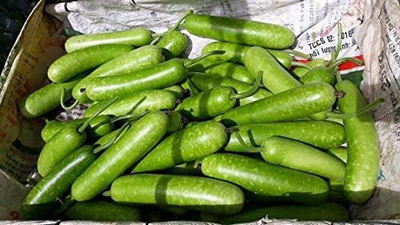 CYBEXIS XL-80 - Long Bottle Gourd Calabash - (100 Seeds) Seed(100 per packet)