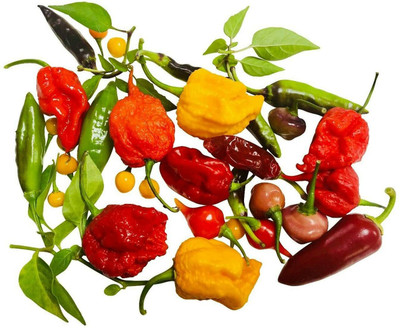 CYBEXIS Mixed Chili Seeds Prolific Easy to Grow High Germination2400 Seeds Seed(2400 per packet)