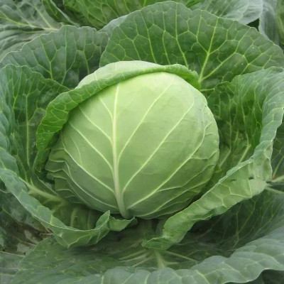 MYLAWN Cabbage round green (बंधा गोभी के बीज) Seed(50 per packet)