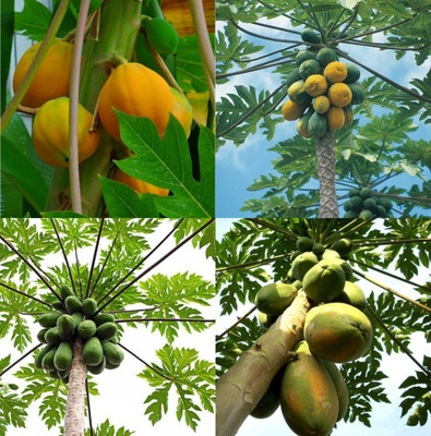 sbains Taiwan Red Lady 786 F1 Hybrid Papaya Seeds seeds 88 Seed(88 per packet)