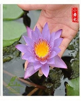 Qualtivate GBPT-5A Lotus Flower White / Pink Seeds Seed(25 per packet)
