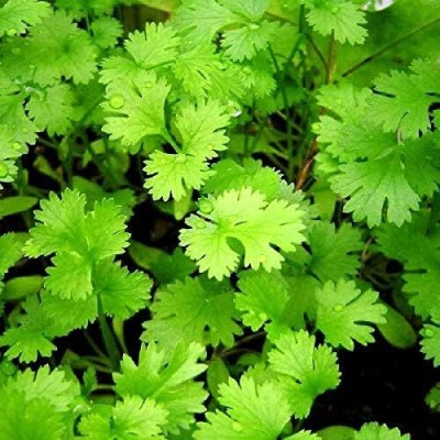 Qualtivate VVI-145 Cilantro Magnum Seeds Seed(500 per packet)