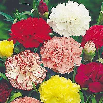 Lorvox Carnation Flower Mixed Colour F1 Hybrid Seed(50 per packet)