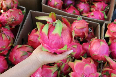Oliver imported@ hybrid dragon fruit seed Seed(190 per packet)