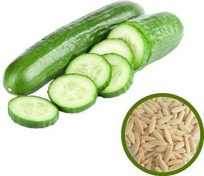 VibeX ® VMR-722 VEGETABLE SEEDS Organic Cucumber Seed(200 per packet)
