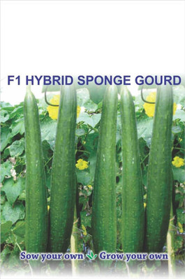CYBEXIS PUAS-60 - SPONGE GOURD TORAI - (100 Seeds) Seed(100 per packet)