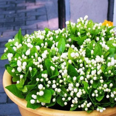 ibains Night jasmine plant seed Seed(18 per packet)