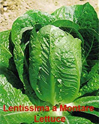 VibeX NDIR-51 - Lentissima a Montare Lettuce - (1350 Seeds) Seed(1350 per packet)