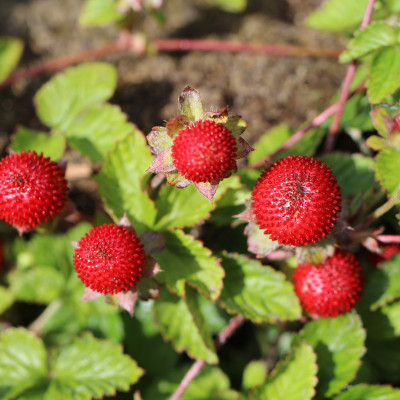 deodar Duchesnea Mock Strawberry Seed Seed(30 per packet)