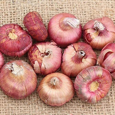fixeded GLADIOLUS GRANDEUR BULB COLLECTION FOR STUNNING SUMMER BLOOMS Seed(5 per packet)