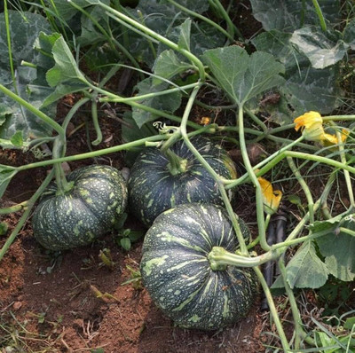 DEYS AGRO ™ f1 hybrid pumpkin seeds for planting, chappan kaddu|kadu|misti kumro vegetable Seed(16 per packet)