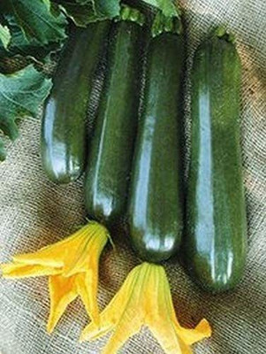 WILLVINE ATS-460 Zucchini F1 Seeds Seed(100 per packet)