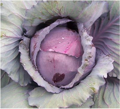 CYBEXIS Cabbage - RED Acre Seeds2000 Seeds Seed(2000 per packet)
