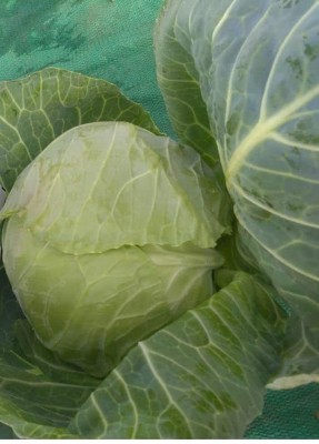 MKR Enterprises Cabbage Seed(250 per packet)