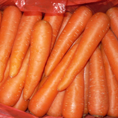 Quentova Orange Carrot विलायती गाजर-4U-US Seed(200 per packet)