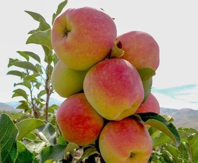 KANAYA Apple Fruit Hybrid Seed(12 per packet)